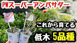 ぽんちゃん「木を植えよう」 ぽんちゃん様専用「木を植えよう」