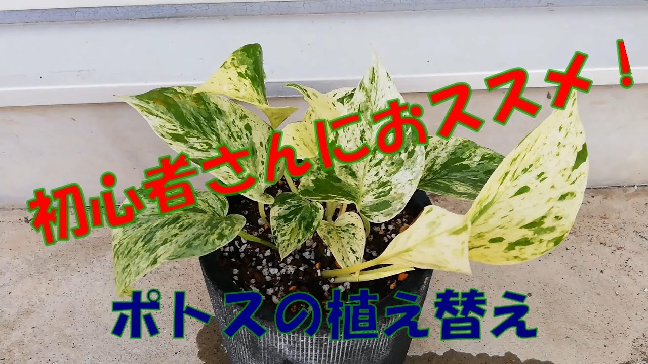 シンゴニウム ピンクジュエルの植え替え Youtube