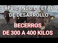 INVIRTIENDO EN LA ENGORDA DE BECERROS | PARTE 2.