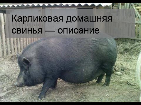 Карликовая домашняя свинья — описание