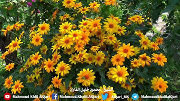 عم يتساءلون تلاوة تحبيرية بديعة |  الشيخ محمود خليل القارئ