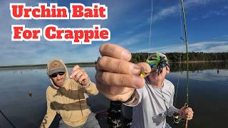 July Crappie + Urchin Bait For Crappie