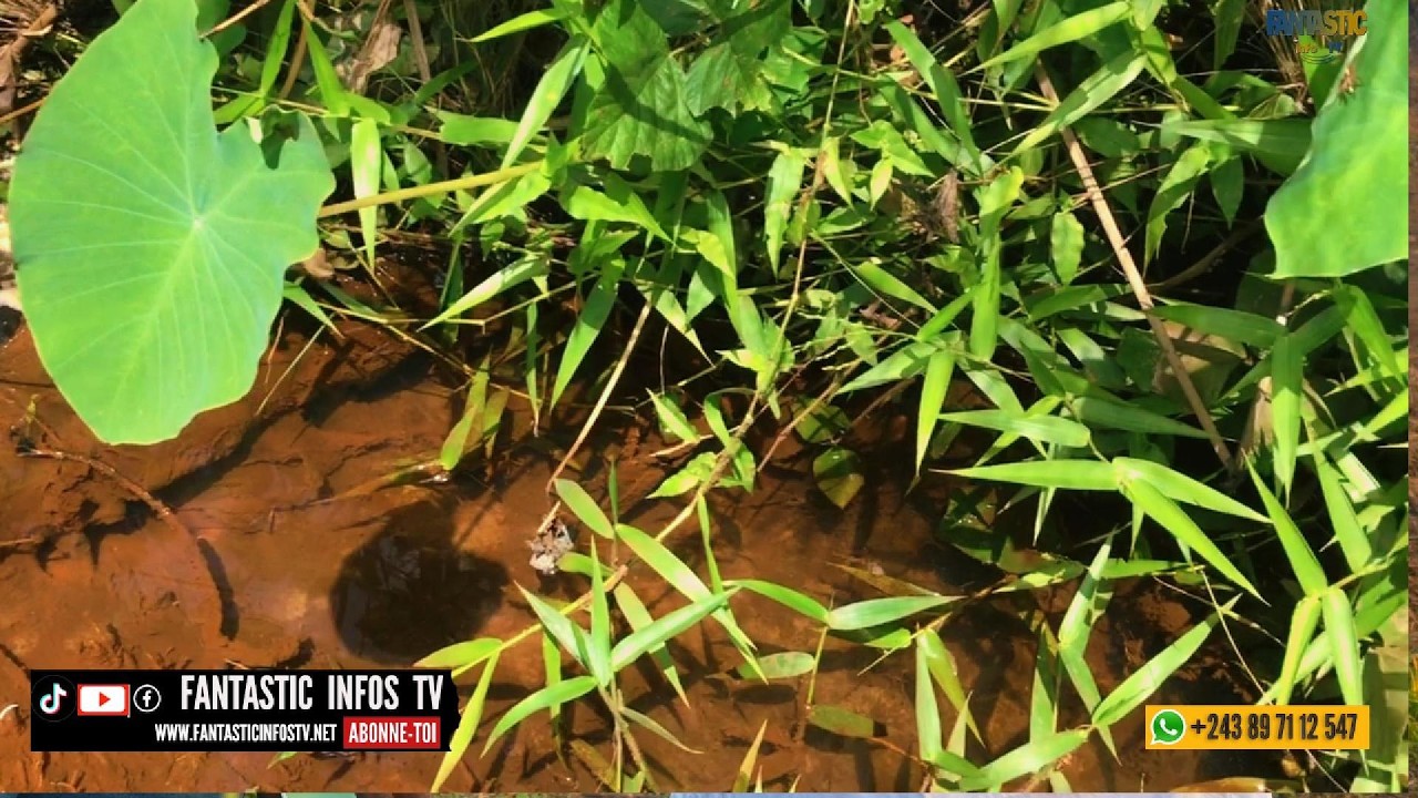 ROUTE NDJILI BRASSERIE CONCESSION DE 10 HA AVENDRE AU VILLAGE MANENGA ECOLE