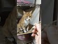 2026 01 09 01 猫動画ショートですニャン ‐ #cat #子ネコ #猫 #catsofyoutube #cats