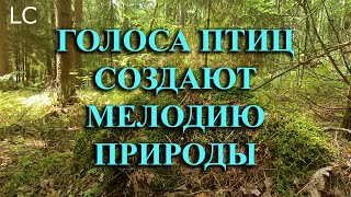 Сокровище природы, которое можно слушать часами.  #музыкадлясна