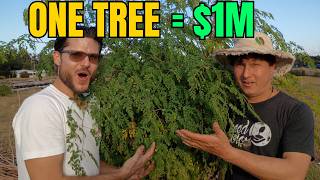 From Zero to $1M Growing This Cash Crop Tree screenshot 5