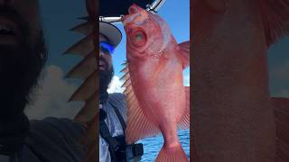 Longfinned Bullseye - Slow jigging #fishing