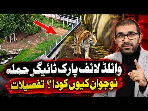 UK Zoo Tiger Attack | What Did Eyewitnesses See? Doncaster Wildlife Park 