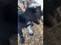 Meet Ricky and Bobby, the newest addition to the goat herd!!! #meatgoats #goatfarming #blackfarmer
