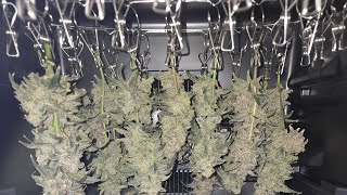 Electric Cigar humidor with temp/ humidity control to dry cannabis