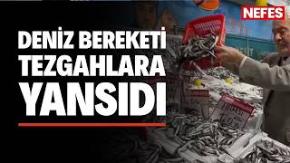 Deniz bereketi tezganlara yansıdı: Hamsi fiyatları dibe indi