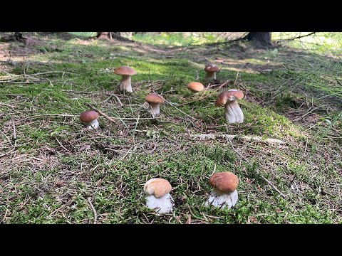 БЕЛЫЕ ГРИБЫ В ПОДМОСКОВЬЕ - Семейный поход за грибами