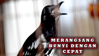 ANIS KEMBANG GACOR untuk mengajak ANIS KEMBANG LAIN IKUT BUNYI DENGAN CEPAT #pancingananiskembang