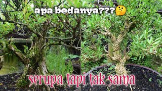 DIFFERENCE OF CENDRAWASIH AND BUXUS TREES