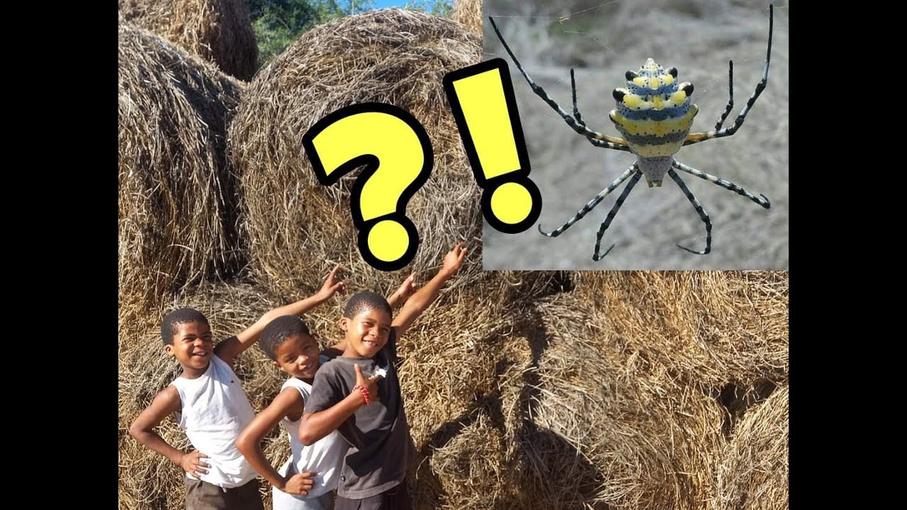 Spider Conservation WHAT IS THIS GRANT? LEARN ABOUT SPIDER CONSERVATION THROUGH EDUCATION ...