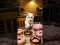 お客様…まだお会計が…🍩🐶#柴犬 #犬 #ドーナツ #donut #shibainu #dog #西巴犬 #바견 #シュナウザー #schnauzer