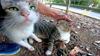 二人組の野良猫、最初は警戒していたがナデナデすると競うようにモフられに来るようになった