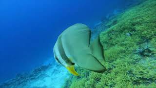Dive In to Espíritu Santo, Vanuatu with Triton Explorers
