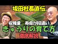 【坂田社長直伝】きゅうりの育て方徹底解説 トマトをプランターで植える方法もあるよ!