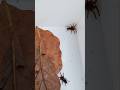 trapdoor spider. #spider