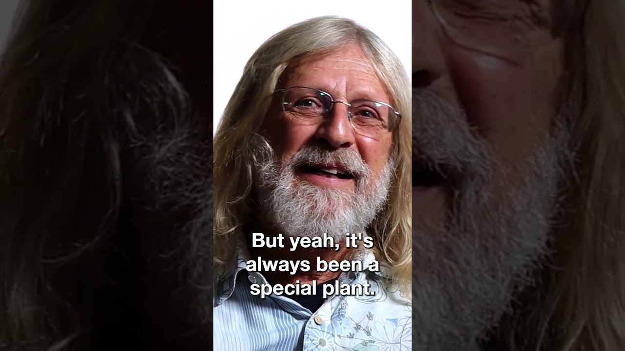 Jorge Cervantes - Thoughts On The Plant