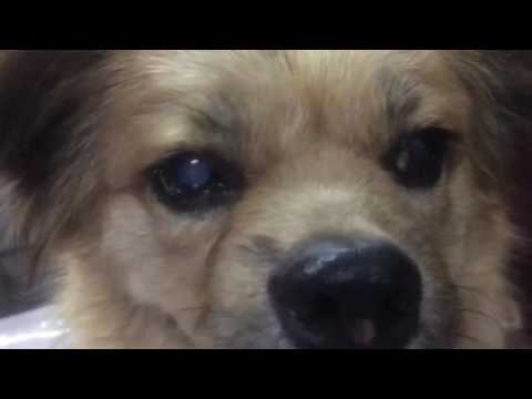 Video: Đục Thủy Tinh Thể Vị Thành Niên - Chó Con Thuần Khiết