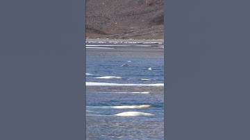 Beluga whale Sounds  – Spinosha TV #shorts #animals