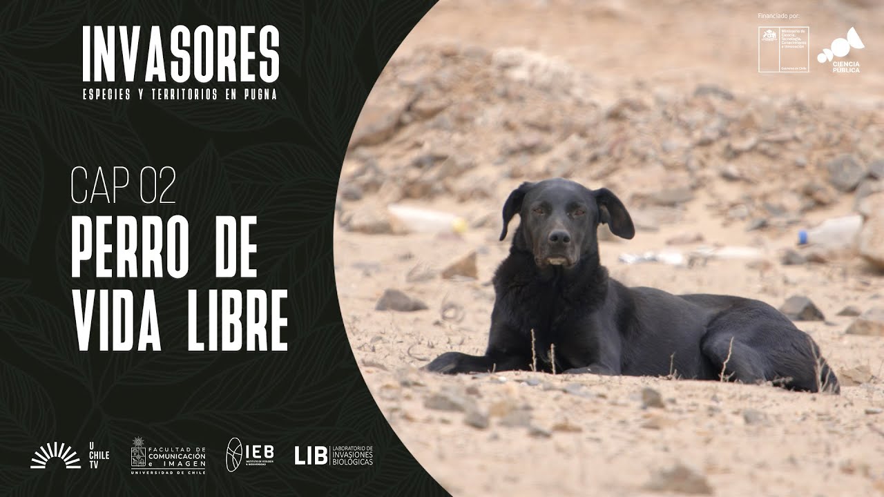 Invasores - Cap. 2: El Perro de Vida Libre