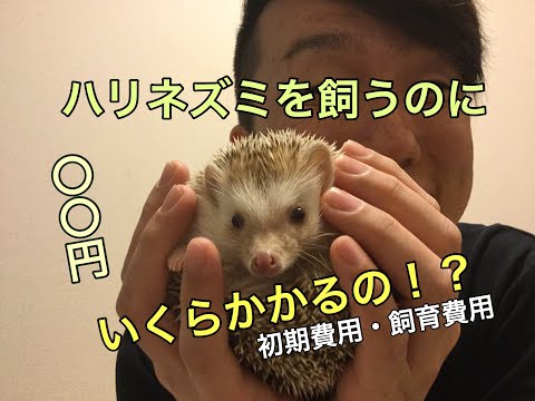 ハリネズミを飼うのに掛かる費用は？