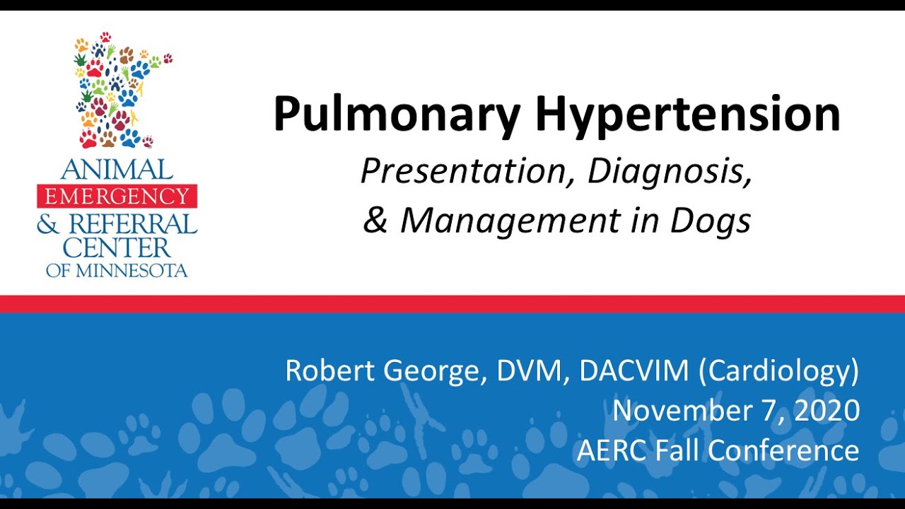Pulmonary Hypertension Presentation Diagnosis And Management In Dogs pulmonary-hypertension-presentation-diagnosis-and-management-in-dogs