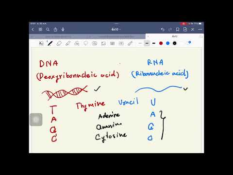 วีดีโอ: DNA และ RNA มีความคล้ายคลึงกันอย่างไร?