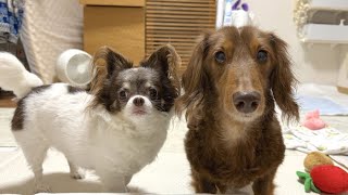 元保護犬2ピキがグルでやらかしました