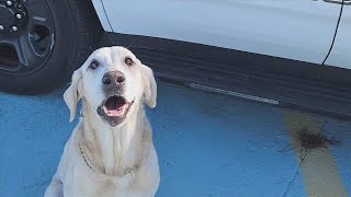 Retired K-9 Reagan of Bay County Sheriff’s Office passes away