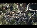 🦅Bald Eagle Family 2024 at Smith Rock State Park 🦅🌿