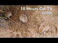 Mouse Hole Digging Videos For Cats to Enjoy - 10 Hours Desert Mouse Fun In Holes For Lovely Cats