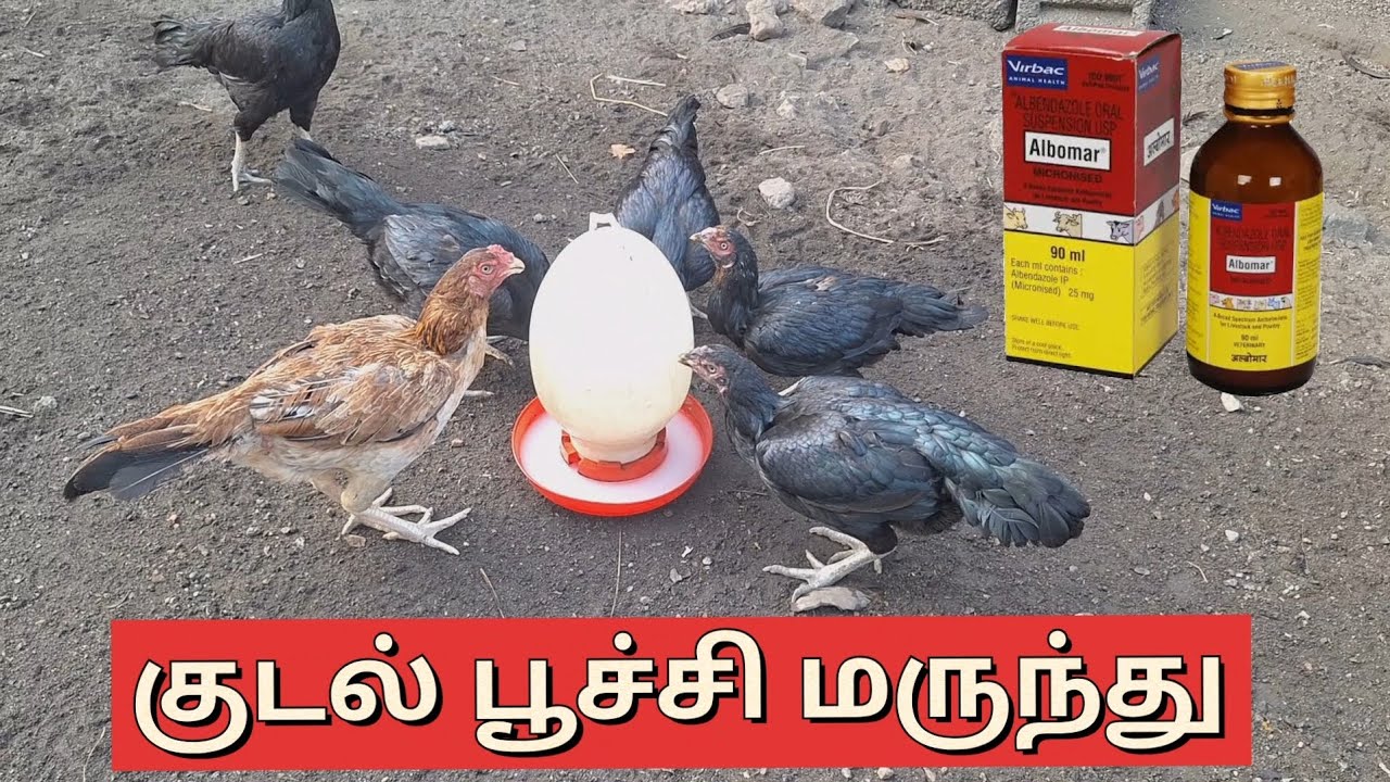 நாட்டுக்கோழிகளுக்கு எளிமையான முறையில் குடல் பூச்சி மருந்து கொடுக்கும் முறை 
