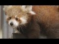 Red Panda Cubs Interaction and Behavior