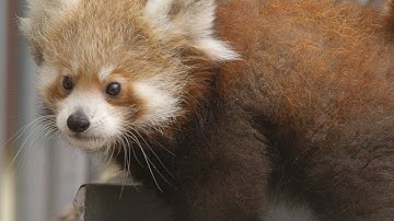 Unbelievably Heartwarming Footage of Baby Red Pandas?