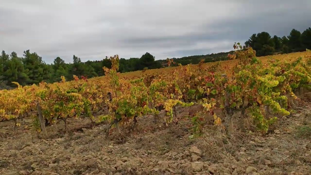 Labores de otoño, descompactar suelos, con cuidado