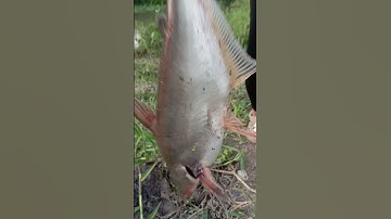 cá tra sông tự nhiên #fishing #caucatunhien