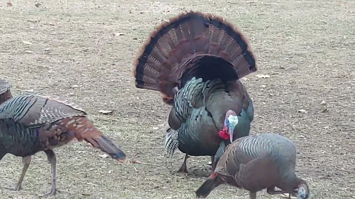The strut