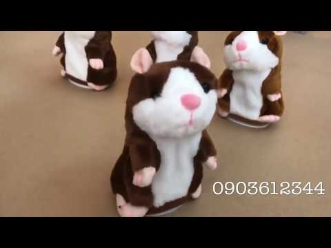 Chuột Hamster biết nói - talking hamster