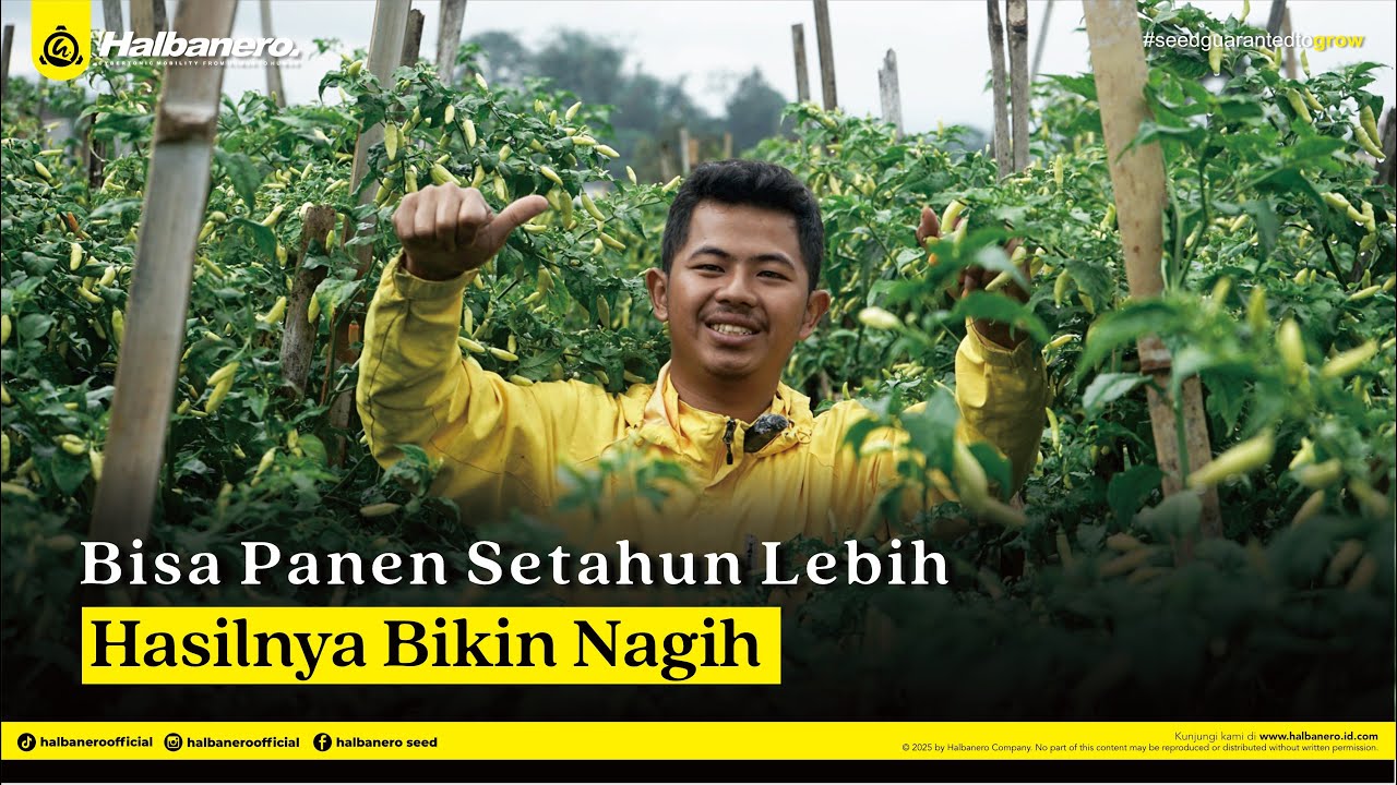 PETANI MILENIAL DARI DATARAN TINGGI, KECANDUAN TANAM OER TAVI ❗❗❗