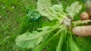 bir çok yenebilir yabani otlar bulduk