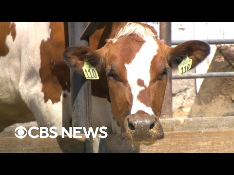 More dairy cows to be tested for bird flu after findings in grocery store milk.