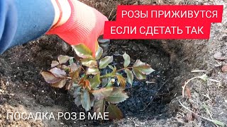 ПОСАДКА РОЗ ВЕСНОЙ В СИБИРИ В СВОЕМ САДУ 100% ПРИЖИВАЕМОСТЬ