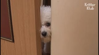 *Shook* Wifey Dog Just Witnessed Her Unfaithful Hubby Dog's Affair.. | Kritter Klub