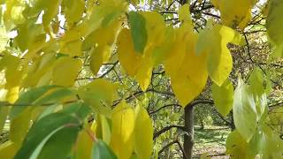 Sassafras albidum sasafras lékařský