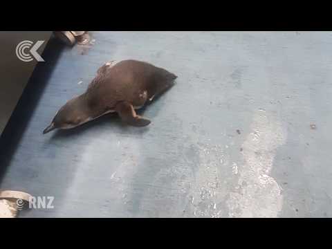 Wellington’s little blue penguins capture world’s attention