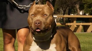 American Bully vs German Shepherd: Which Breed Is Right For You? by The Last American Bully 571 views 2 weeks ago 4 minutes, 10 seconds